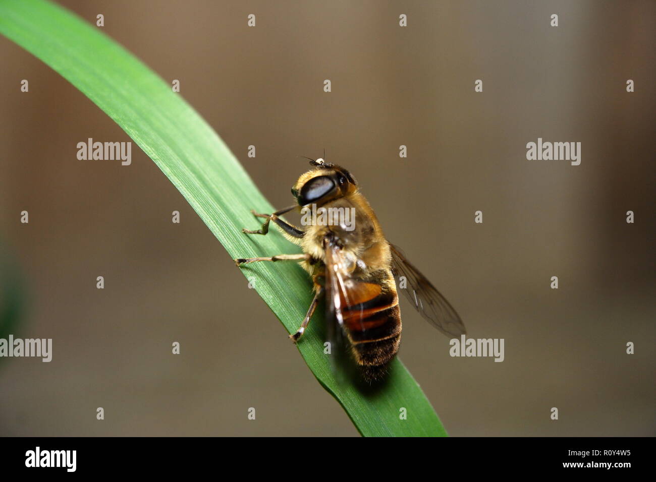 Australian Native Bee resting on a blade of green grass Stock Photo