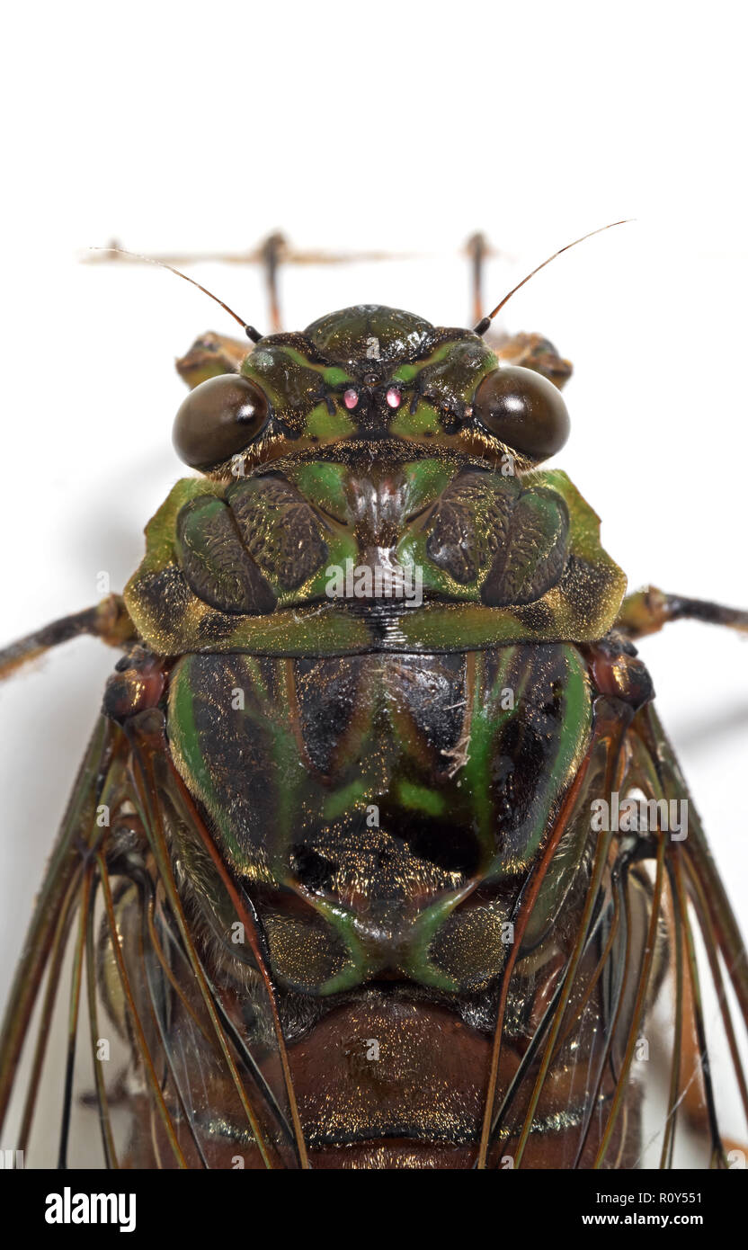 Macro Photography of Cicada Isolated on White Background Stock Photo
