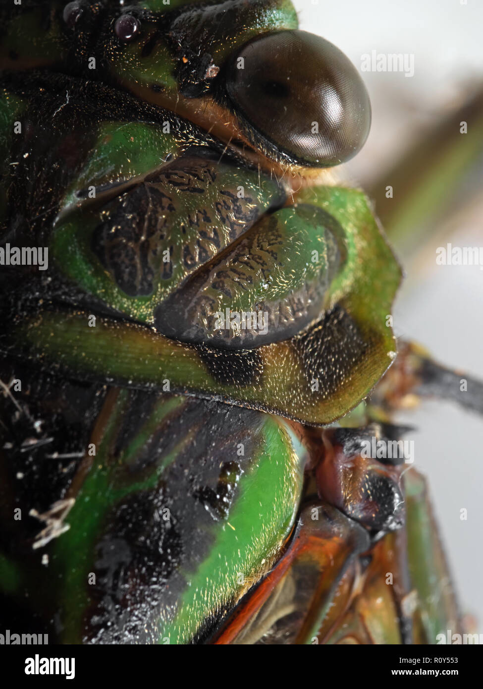 Macro Photography of Cicada Isolated on Background Stock Photo