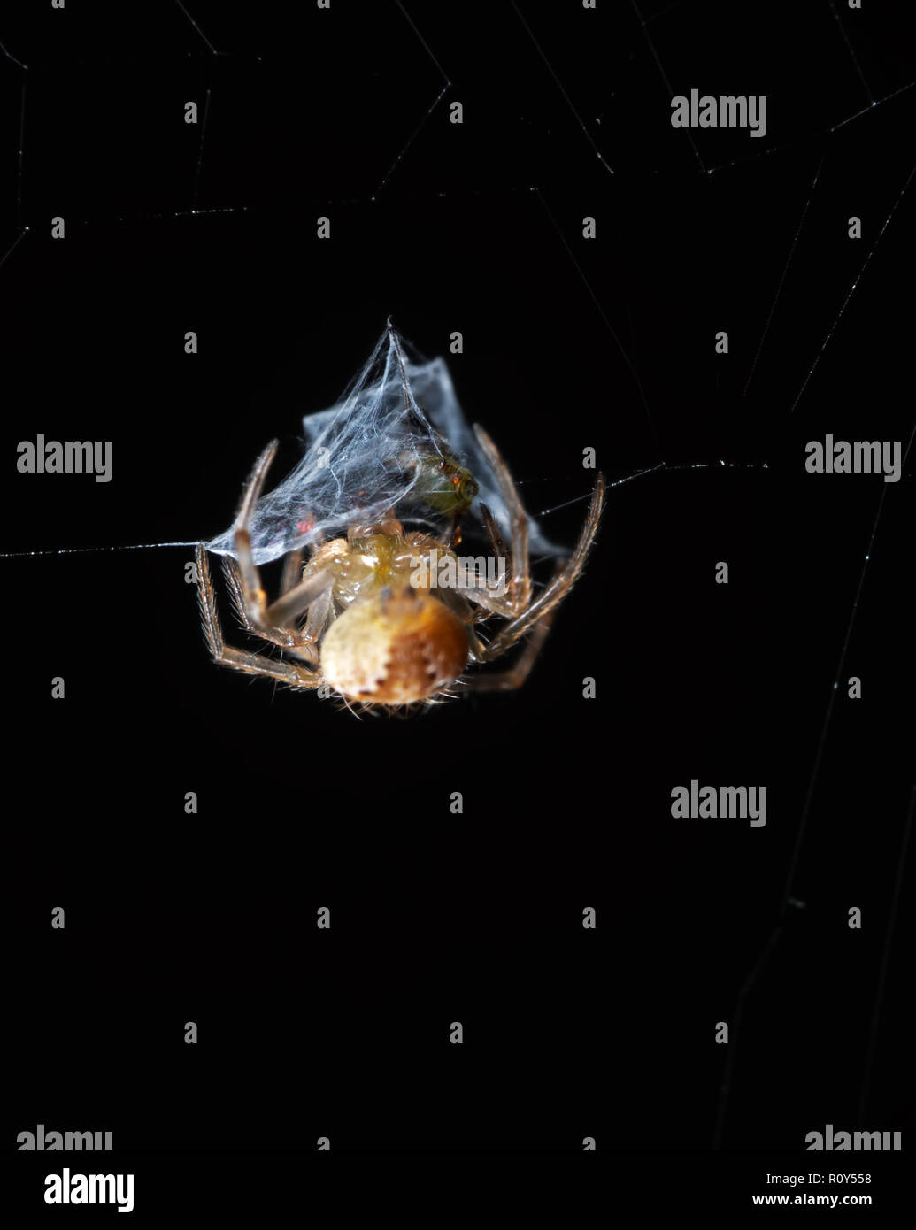 Macro Photography of Spiders are on the Web with the Victim Isolated on Black Background Stock Photo