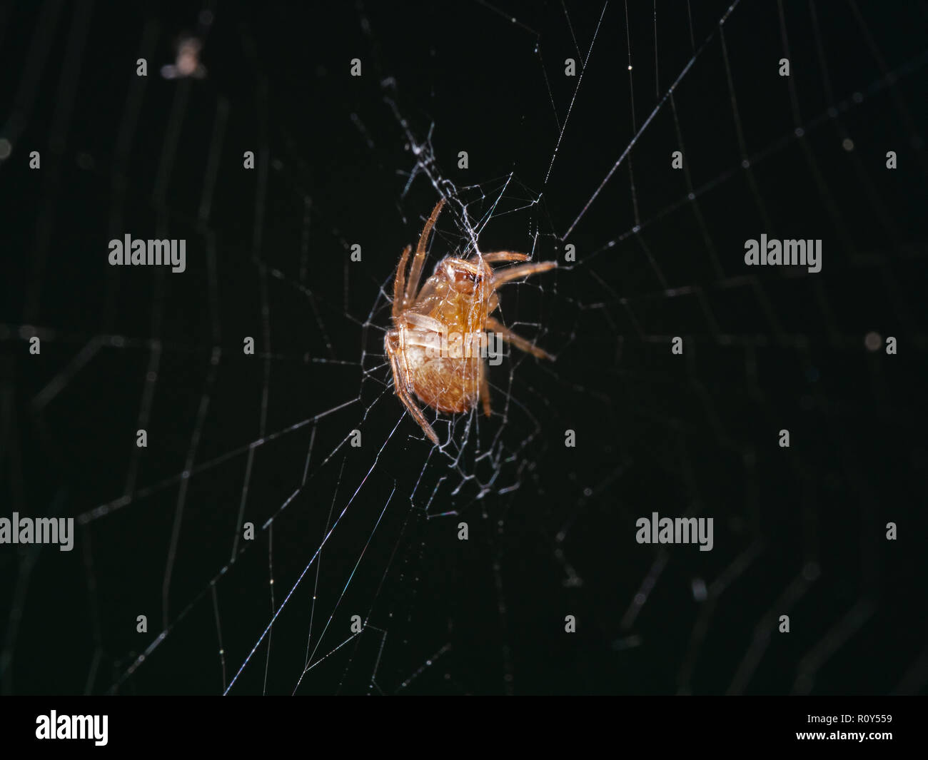 Macro Photography of Spiders are on the Web Isolated on Black Background Stock Photo