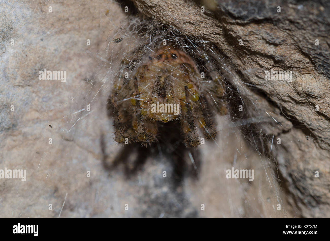 Orb Weaving Spider, Araneus illaudatus Stock Photo