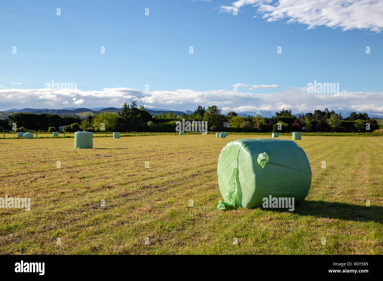 Newly wrapped bales of winter feed sit in a farm field in New Zealand Stock Photo