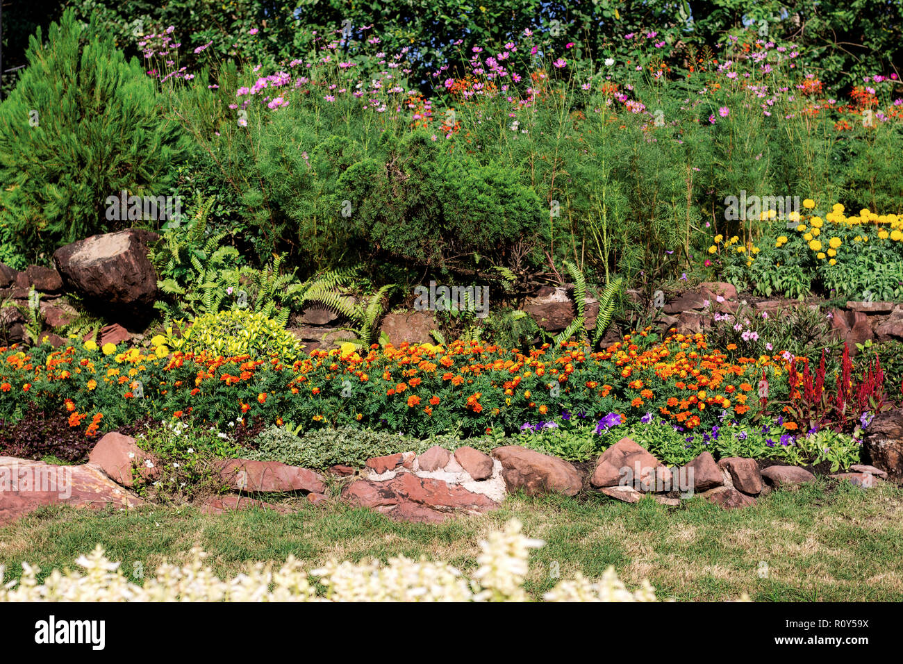 Flower with the colorful in garden Stock Photo - Alamy