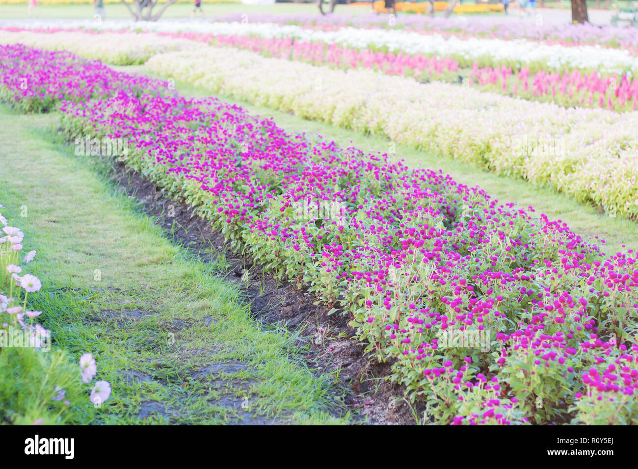 Purple flower on plantation in the garden with sunrise. Stock Photo