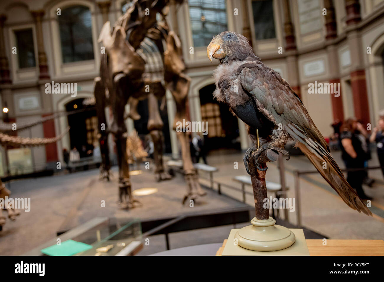 Berlin, Germany. 07th Nov, 2018. Alexander von Humboldt's stuffed pet, a Vasa parrot from 1859, stands on a table at a press conference in Berlin's Museum of Natural History. The Berlin Museum of Natural History receives a three-digit million sum injection of money from the federal government and the state for its renovation and expansion. Credit: Christoph Soeder/dpa/Alamy Live News Stock Photo