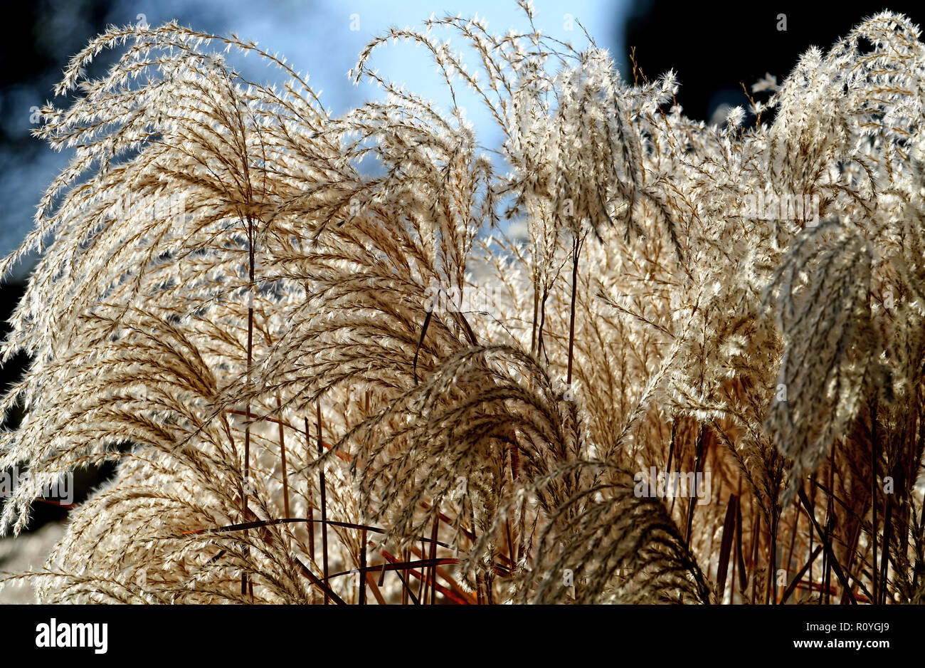 Hannover, Germany. 08th Nov, 2018. Chinese reed stands in the sunlight ...