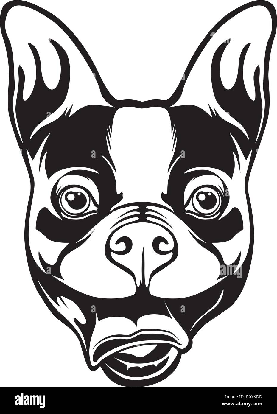 Boston Terrier Dog Breed Head Isolated Pedigree Pet Portrait