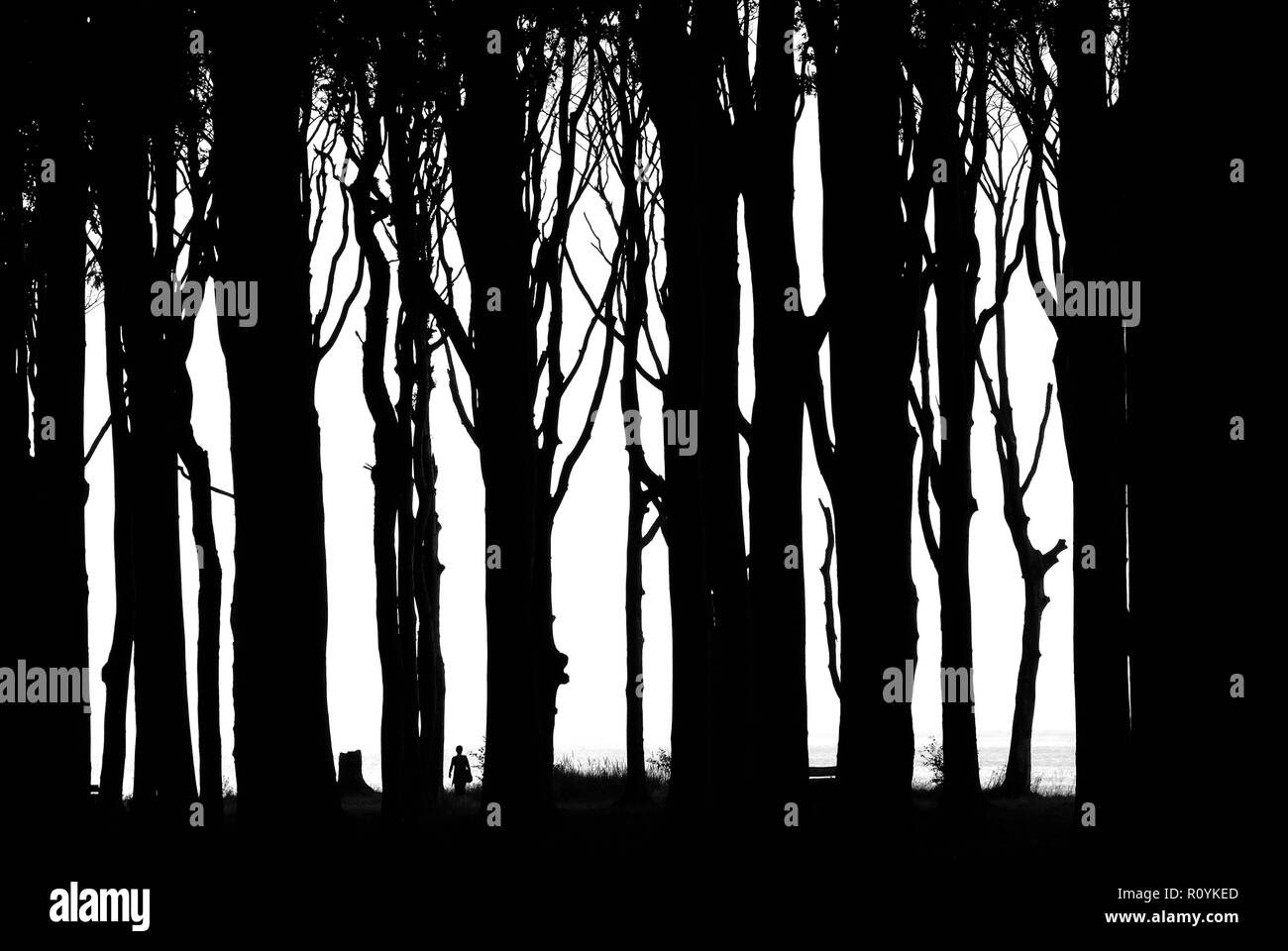 Tree trees silhouettes Black and White Stock Photos & Images - Alamy