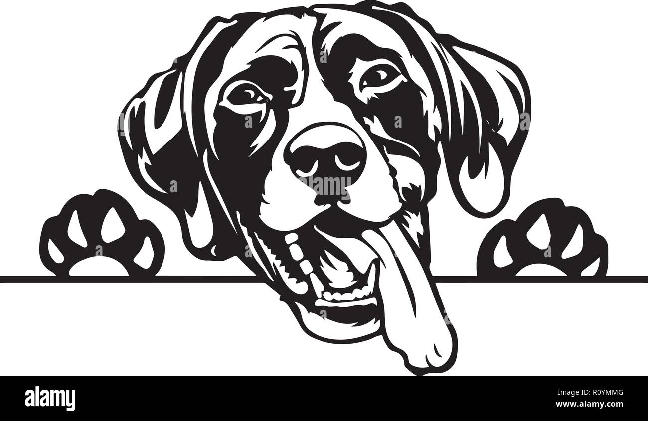 German Shorthaired Pointer Dog Breed Head Isolated Pedigree Pet