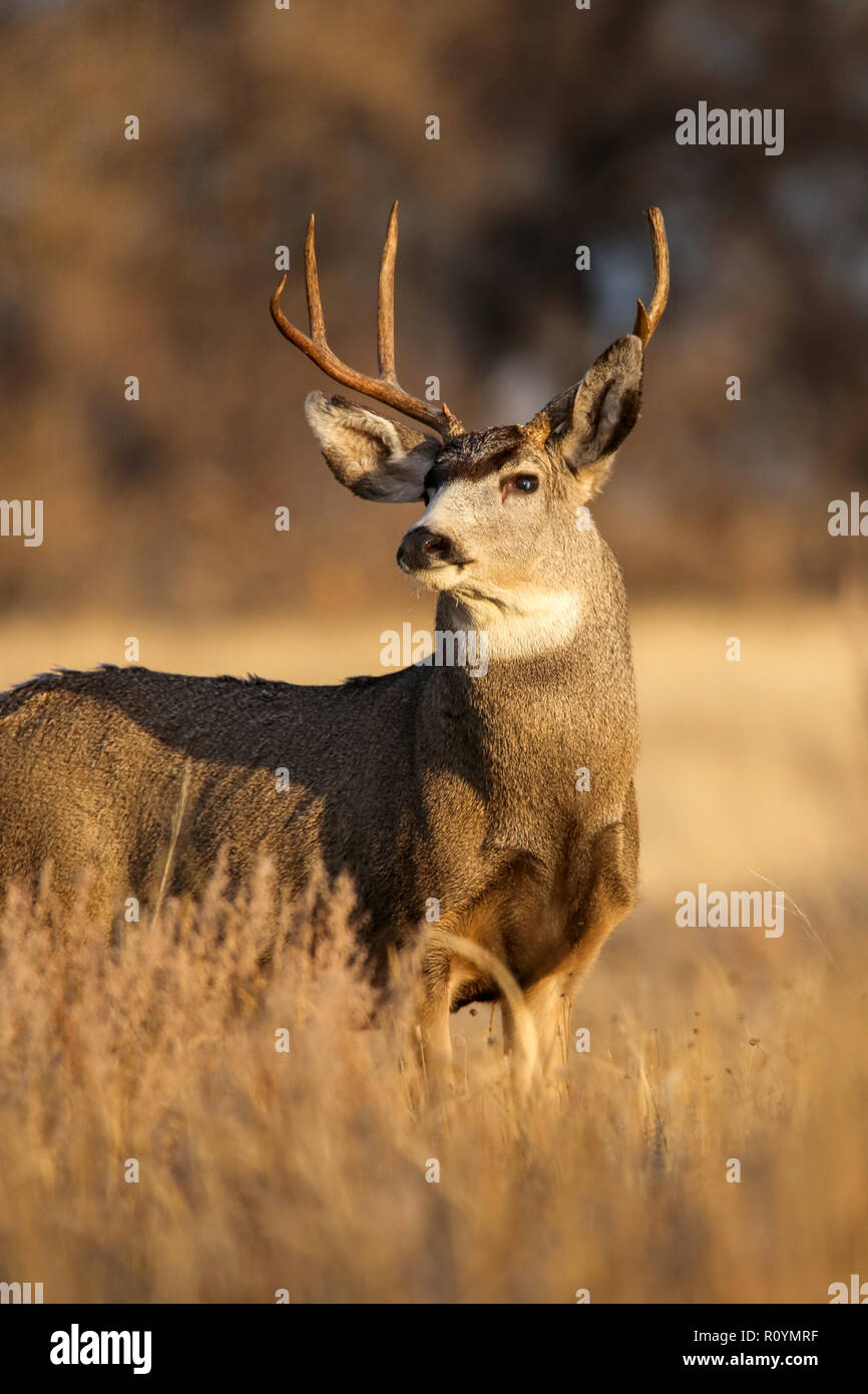 Mule Deer Buck closeup Stock Photo