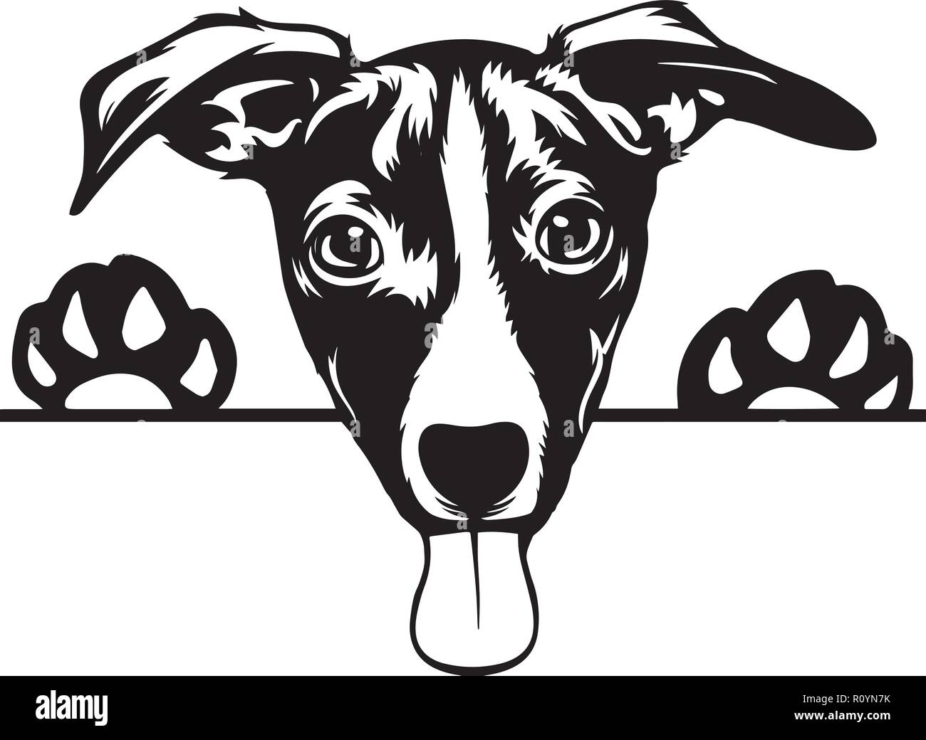 Jack Russell Terrier Dog Breed Head Isolated Pedigree Pet