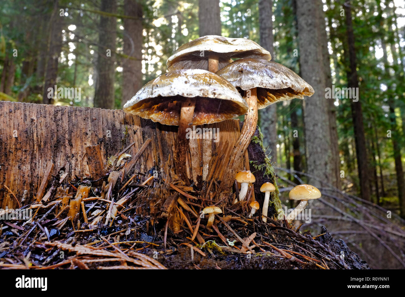 Mushroom in rain forest hires stock photography and images Alamy
