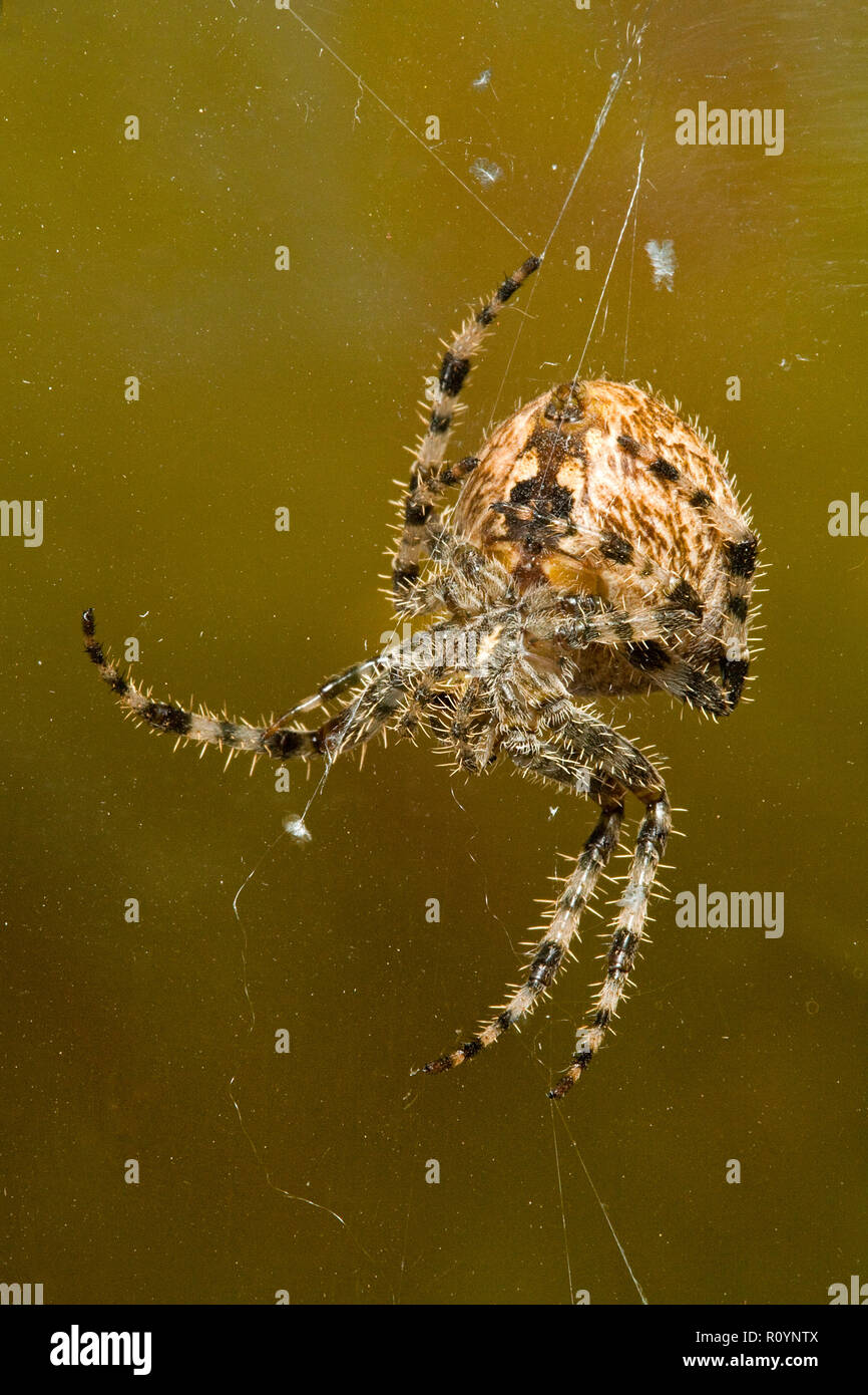 Detail of  a large cross orbweaver spider, Araneus diadematus, hanging from silk strands in its web. Stock Photo