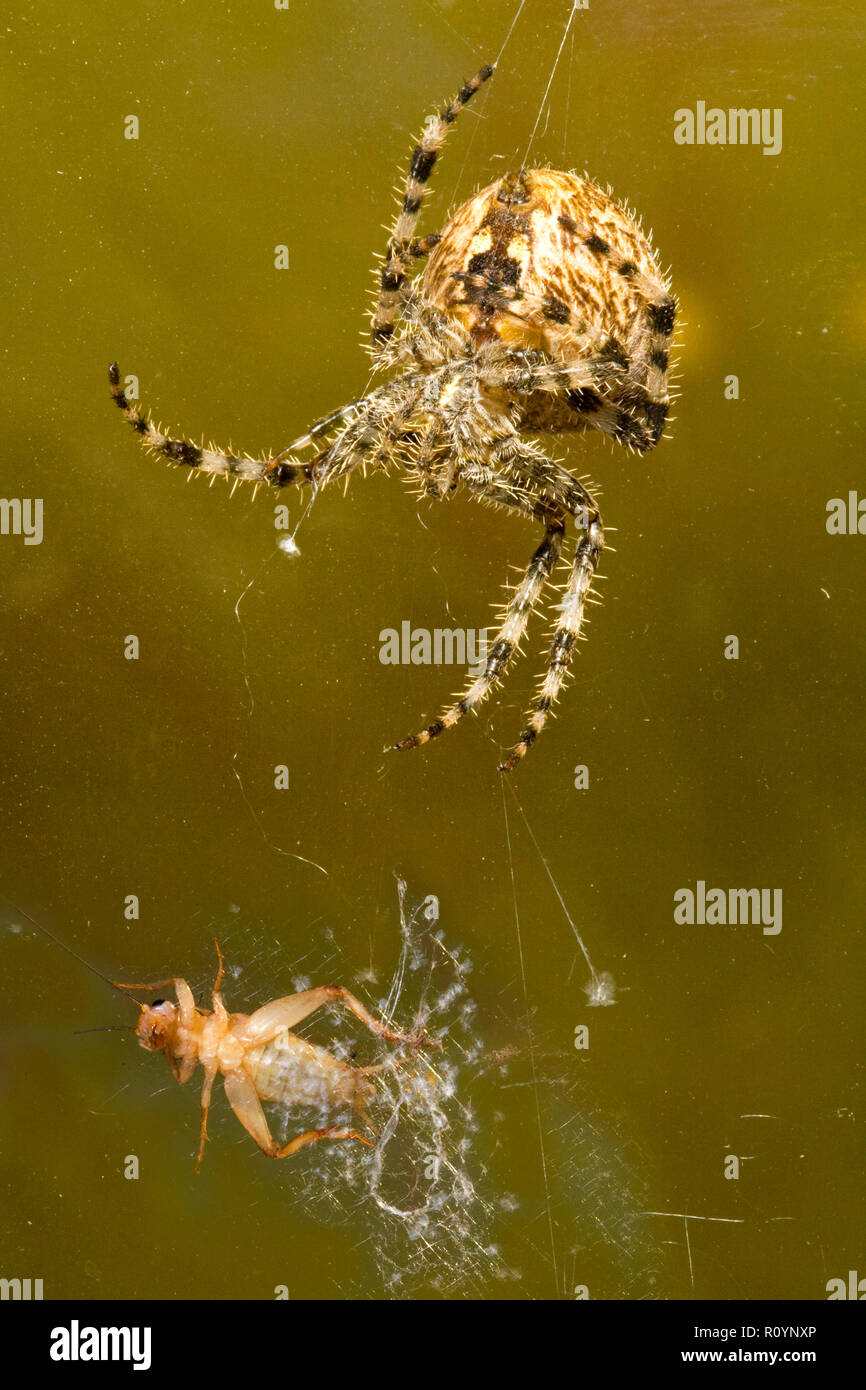 This  small cricket, trapped in a the web of a cross orbweaver spider, Araneus diadematus, has been bitten and will hang there, paralized, until it is Stock Photo