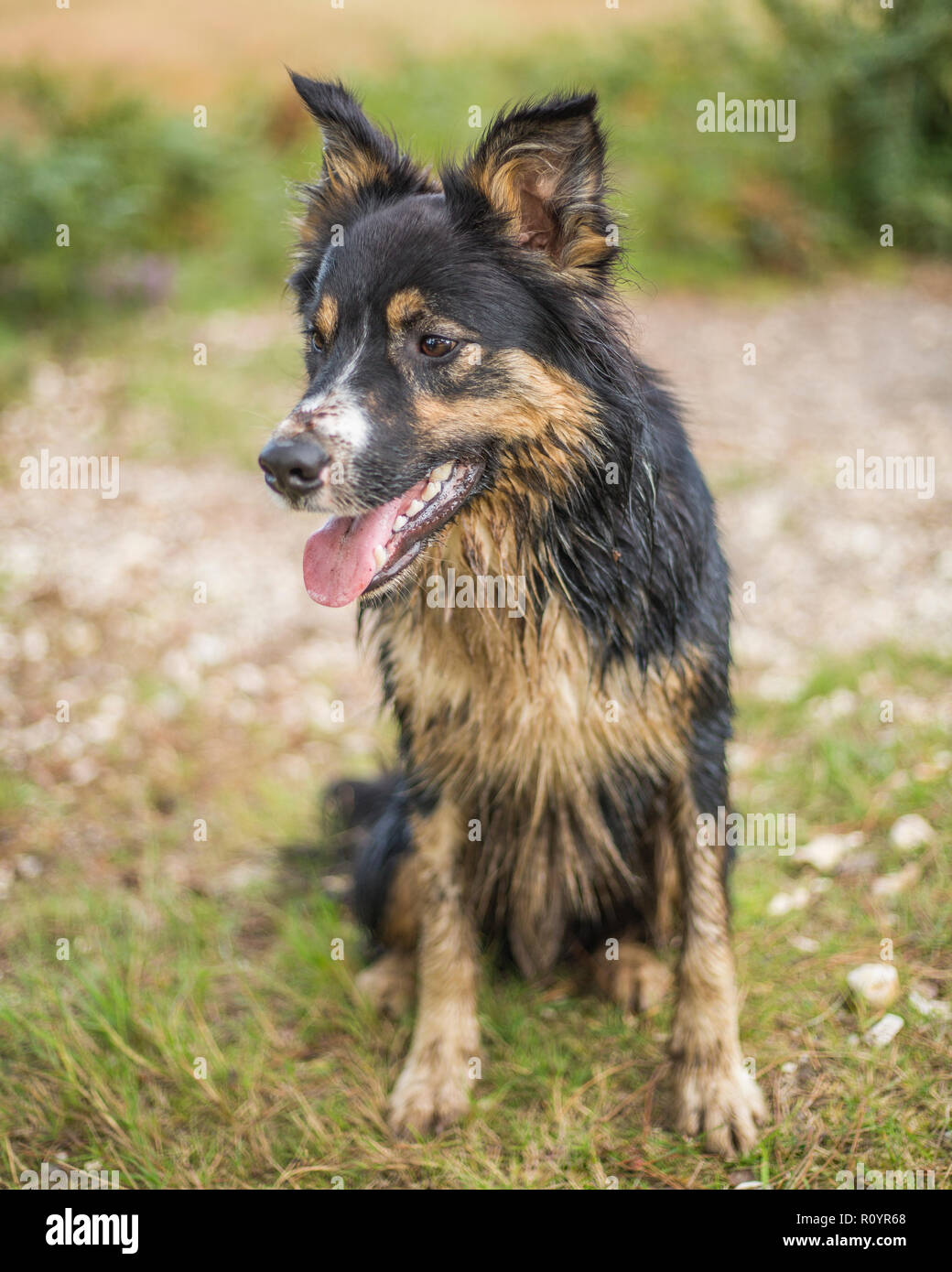 A tricoloured border collie covered in filthy muck and in need of a bath having climbed out of a muddy forest bog. Stock Photo