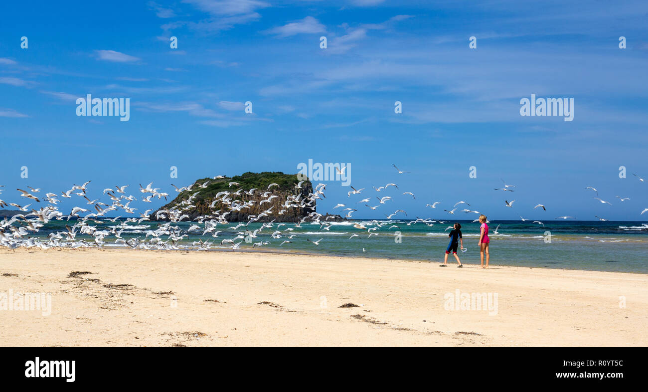 Children outside having fun on Australian beach watching large flock of seagulls take off from beach, view out to sea and island, blue sky. Stock Photo