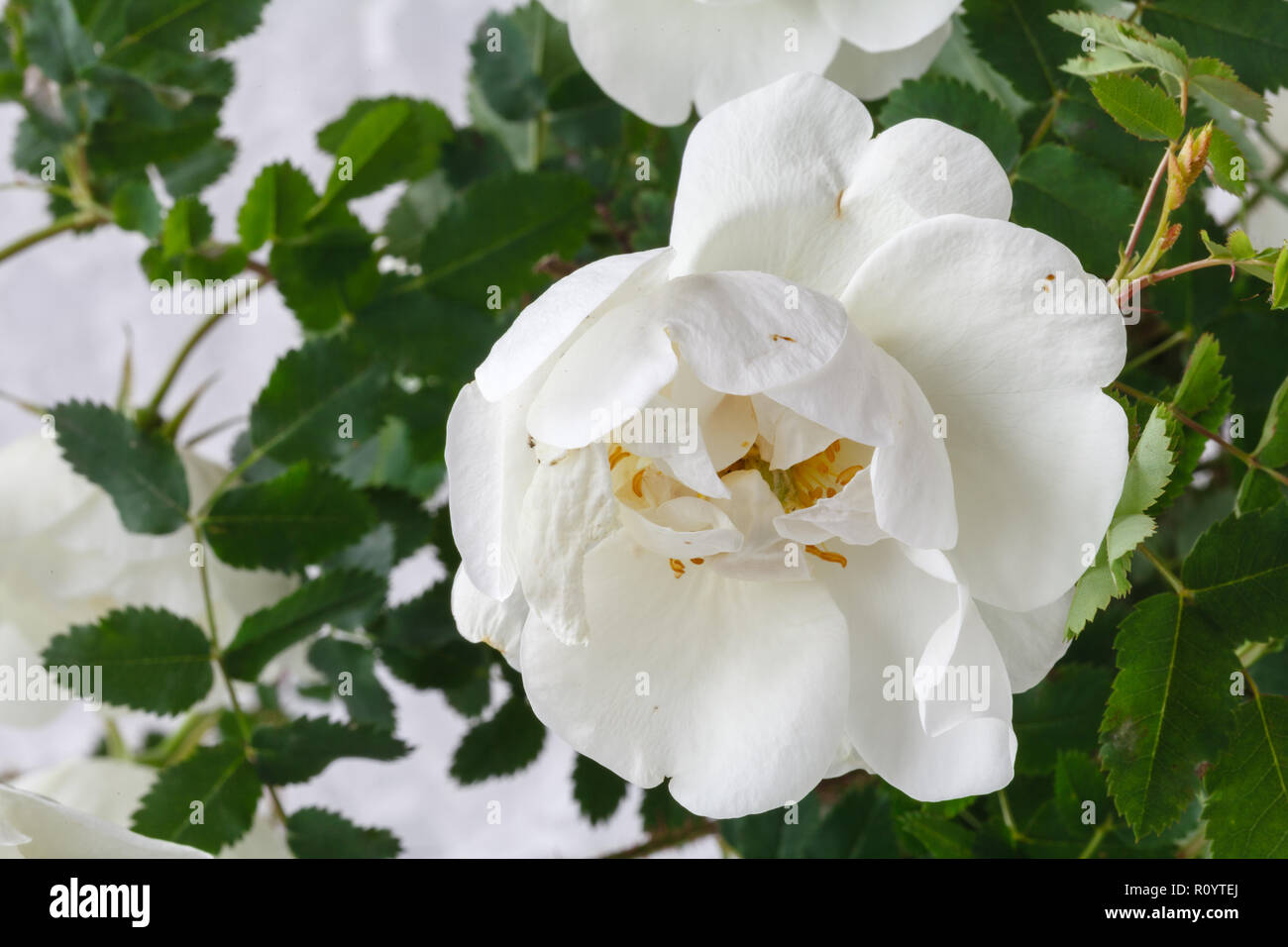 Cultured Rose High Resolution Stock Photography and Images - Alamy