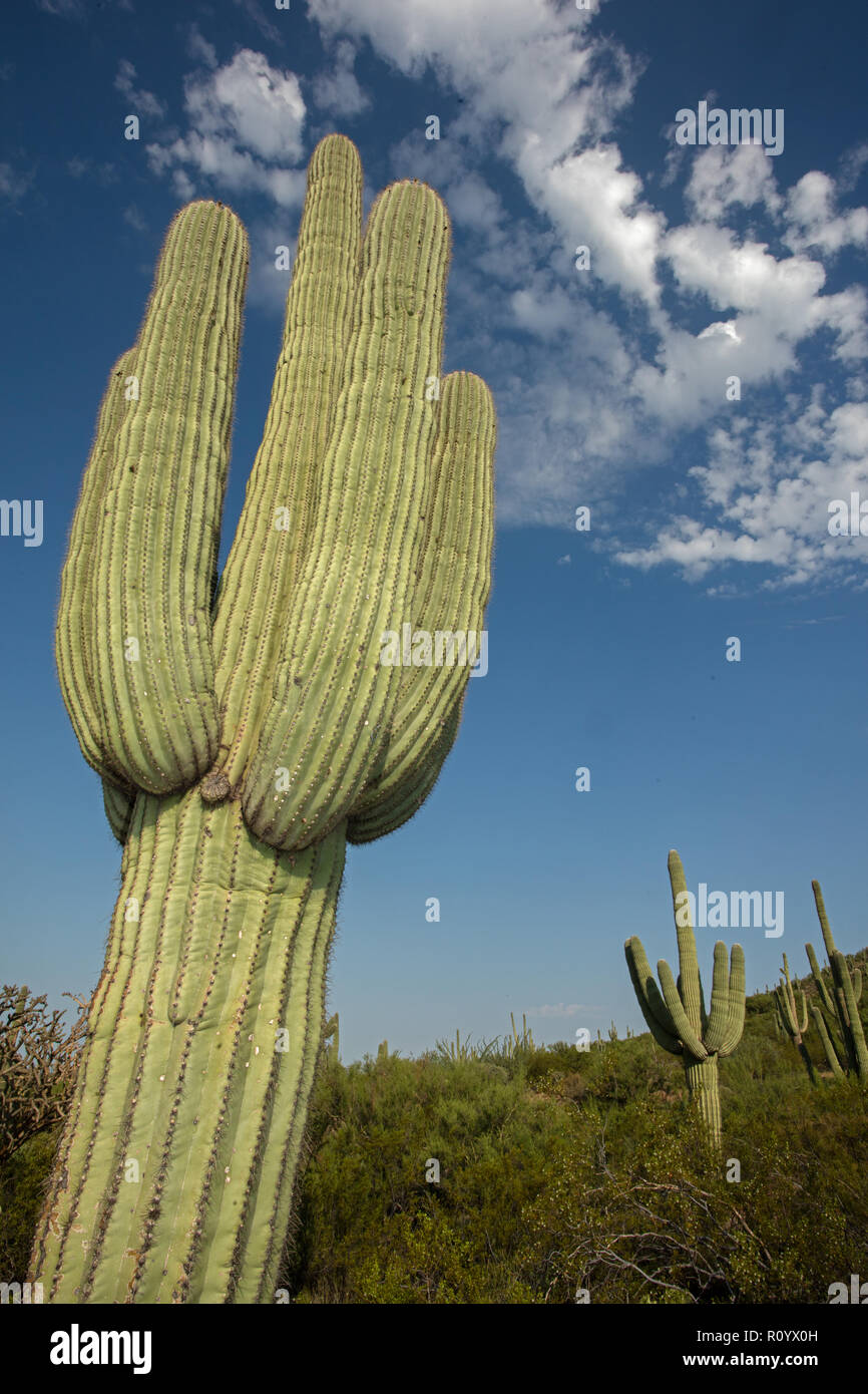 saguaros, (Carnegiea gigantea), Arizona Stock Photo