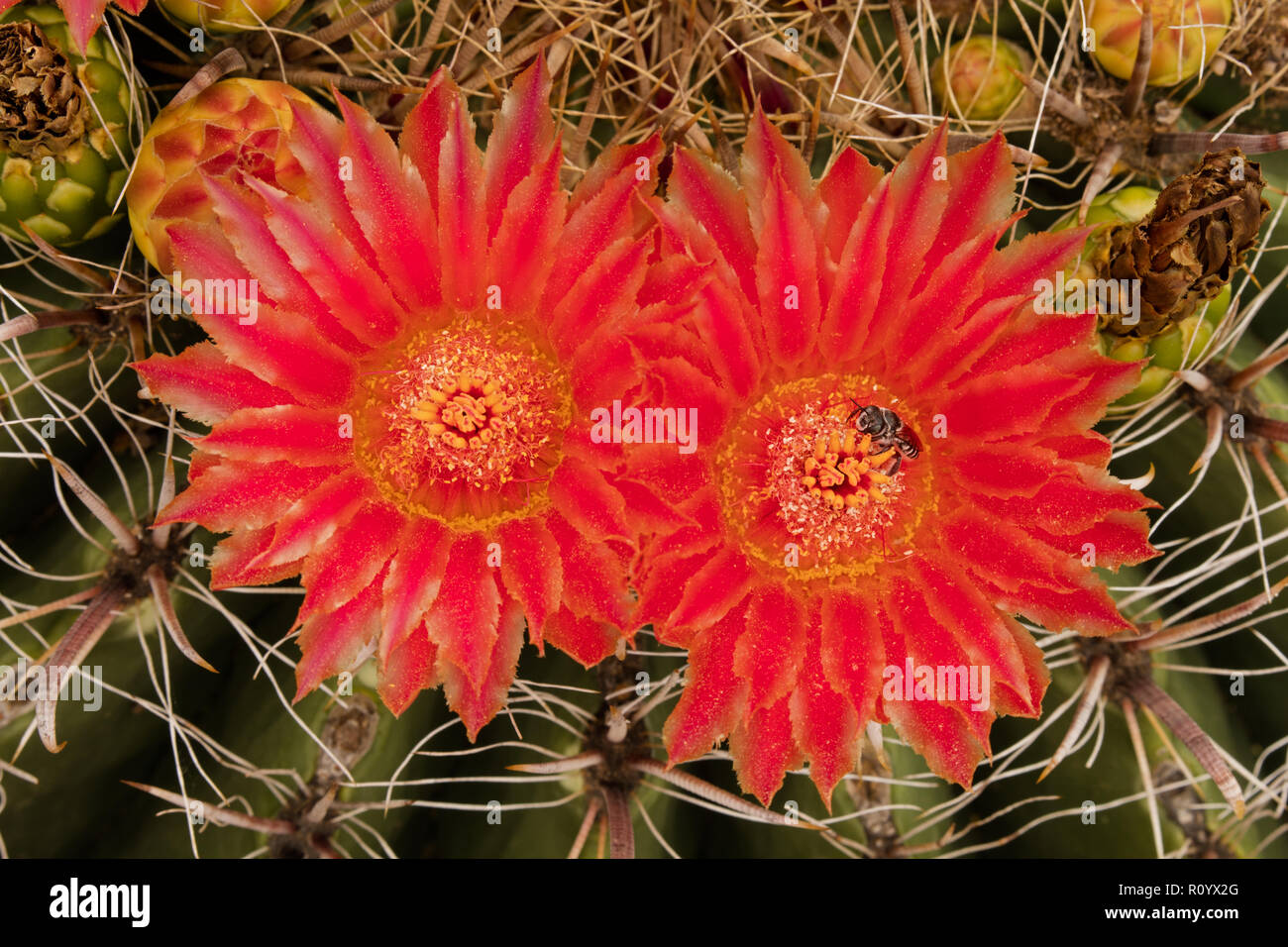 fishhook barrel cactus,Ferocactus wislizeni, and native bee, Arizona Stock Photo