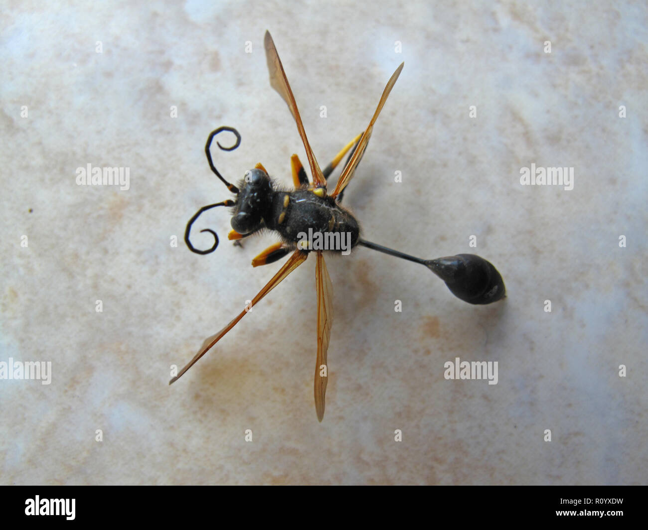 Insect of the order Hymenoptera with curly antenna and four wings Stock Photo