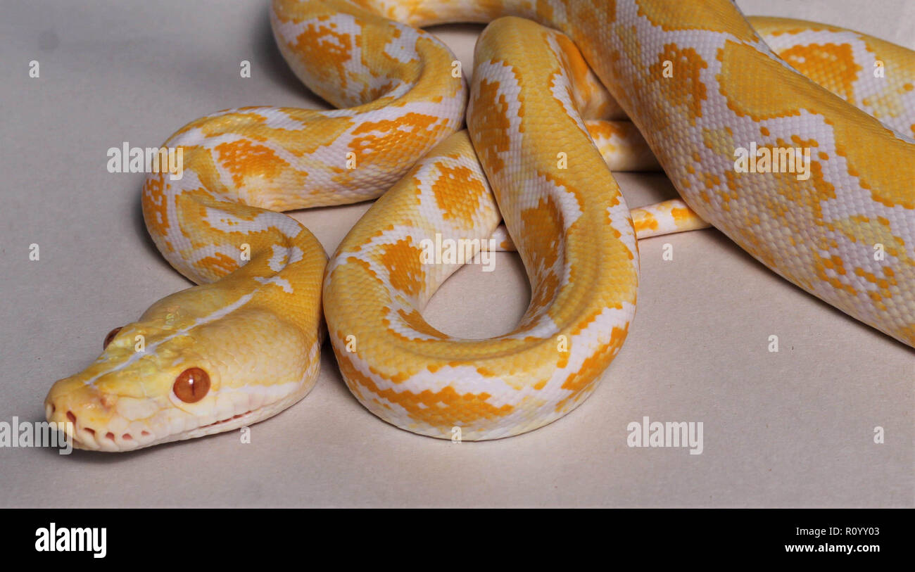 White Reticulated Python Stock Photos & White Reticulated Python Stock ...