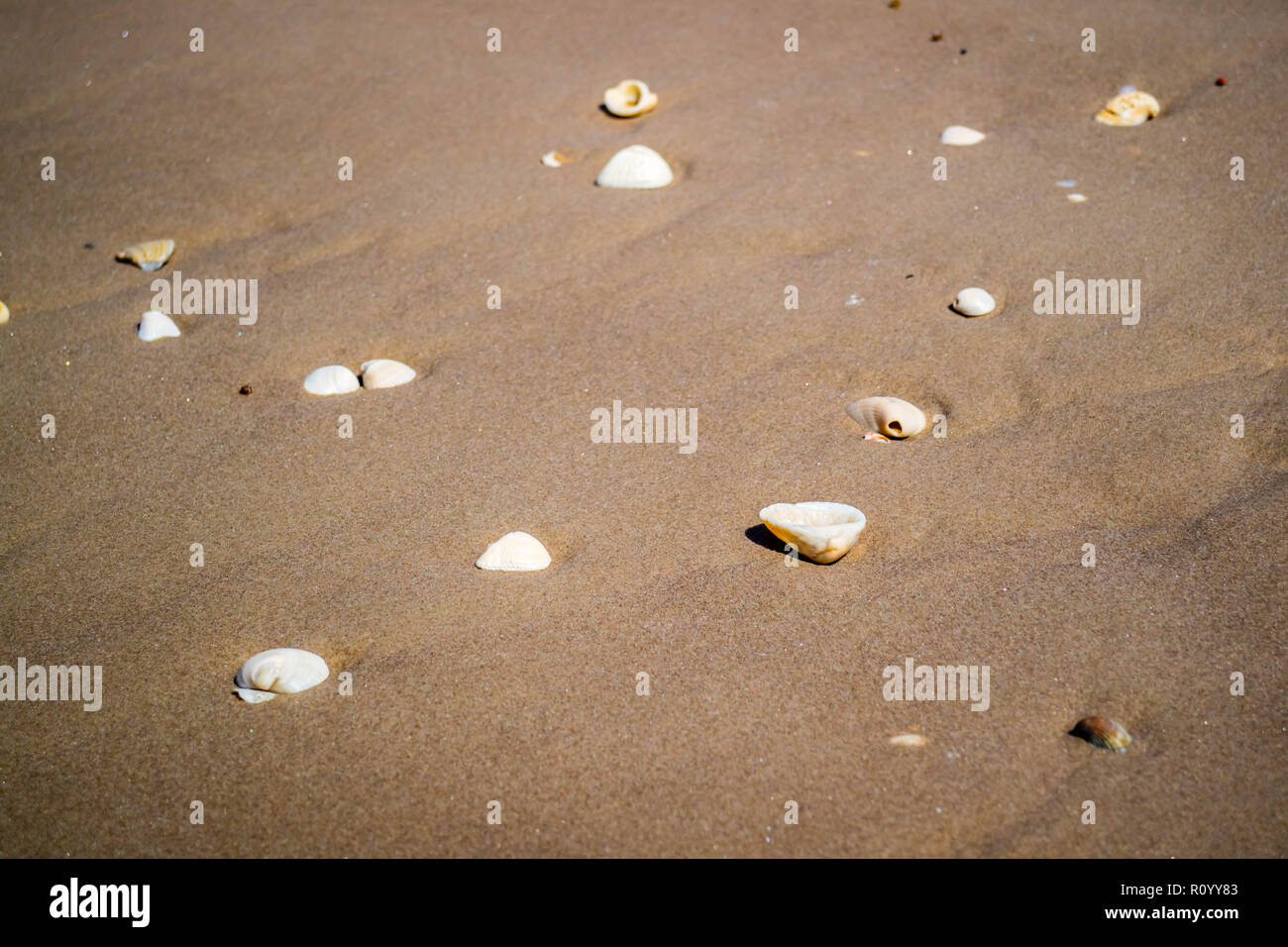 Beach with a lot of seashells on seashore in South Padre Island, Texas
