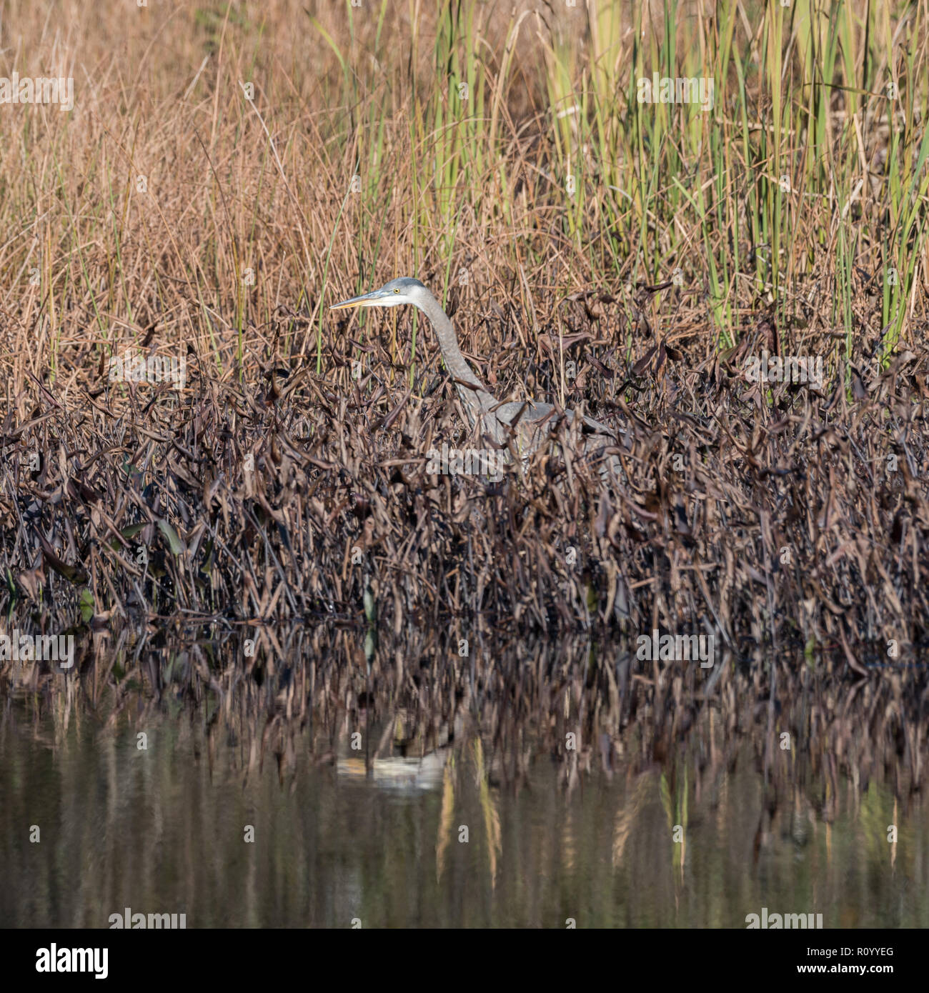Heron wading in reeds and catching a green perch Stock Photo