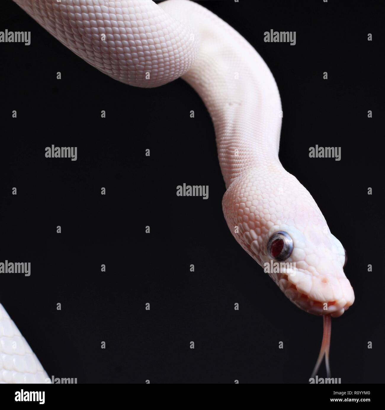 Blue Eyed Leucistic Ball Python Stock Photo - Alamy