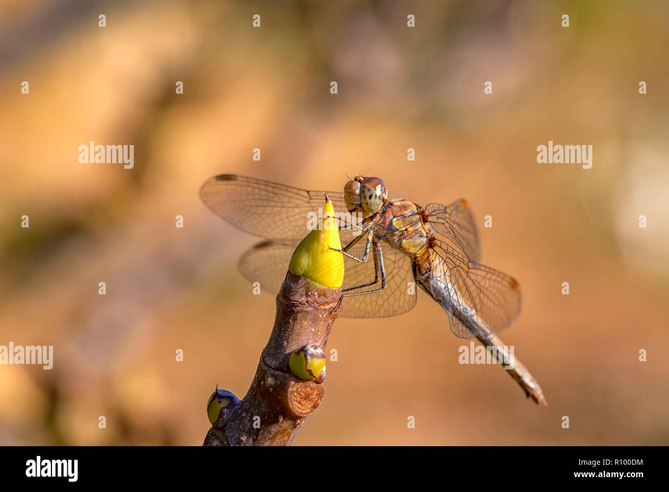 Beautiful macro of the dragonfly sitting on a twig. A dragonfly is an insect belonging to the order Odonata, infraorder Anisoptera. Stock Photo