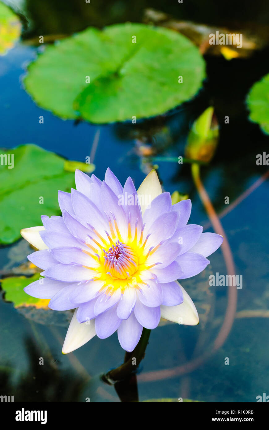 Swamp billabong water hires stock photography and images Alamy