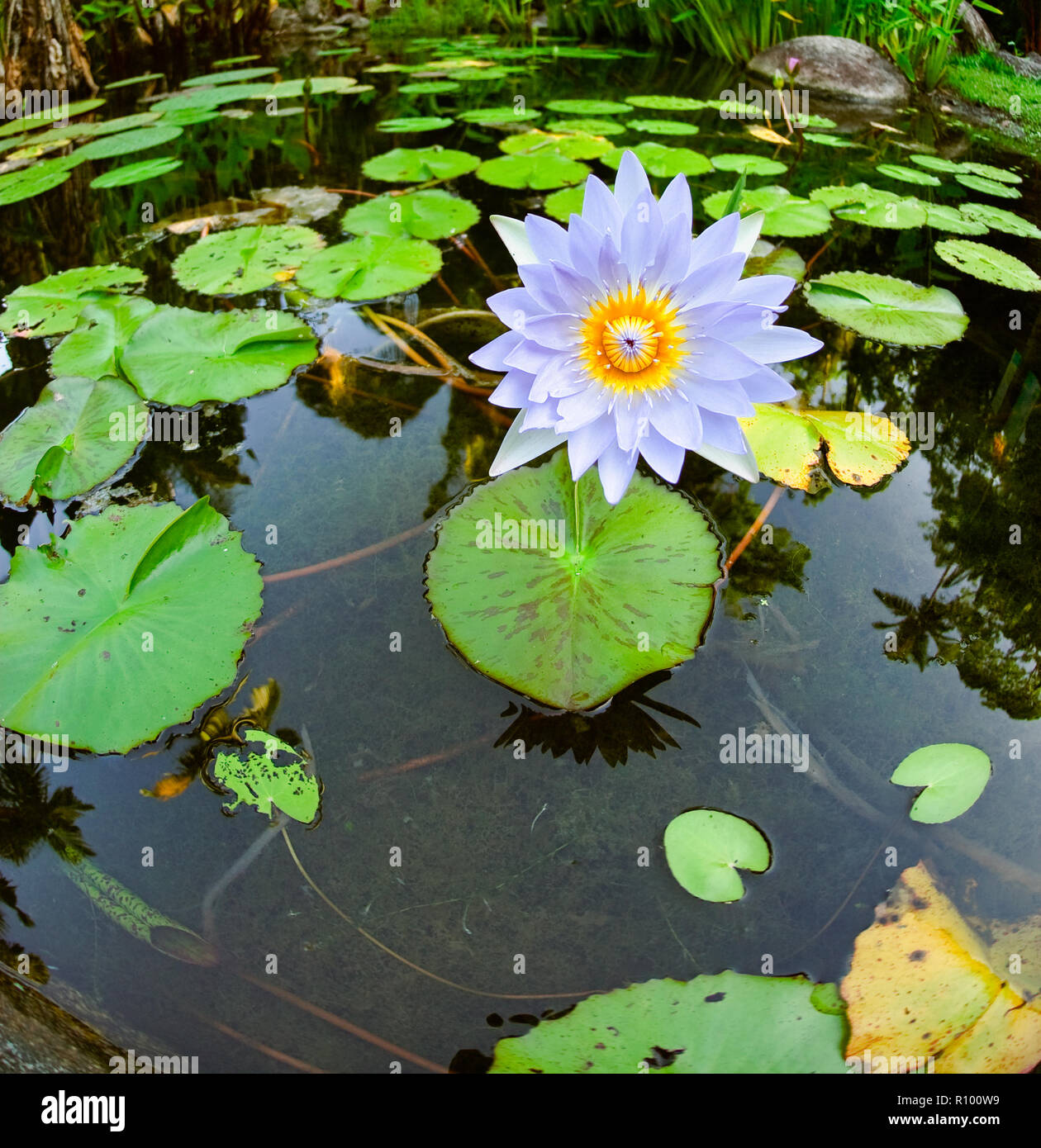 A single purple water-lilly flower and bulbs in a wetland display in Cairns, Queensland Australia Stock Photo