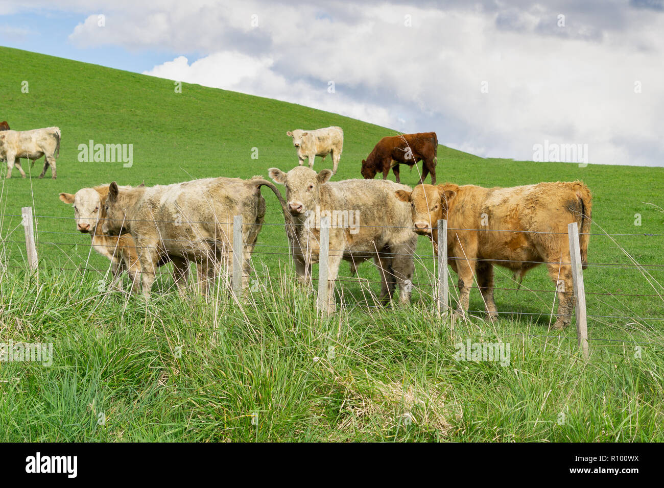 Cattle in field in rural New Zealand inquisitive looking over fence