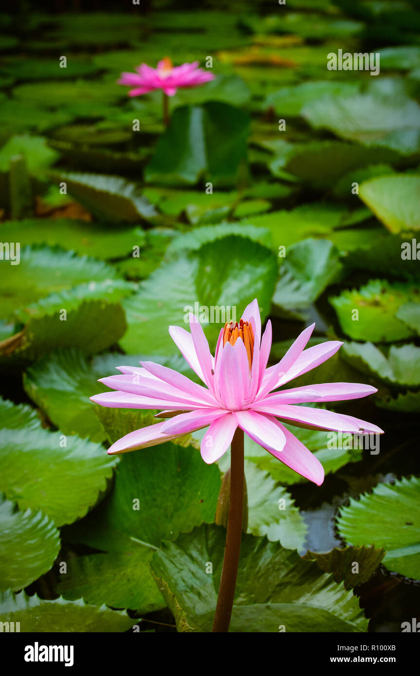 Far North Queensland wetland water lilly flowers and lilly pads flourish in the warm tropical climate. Stock Photo