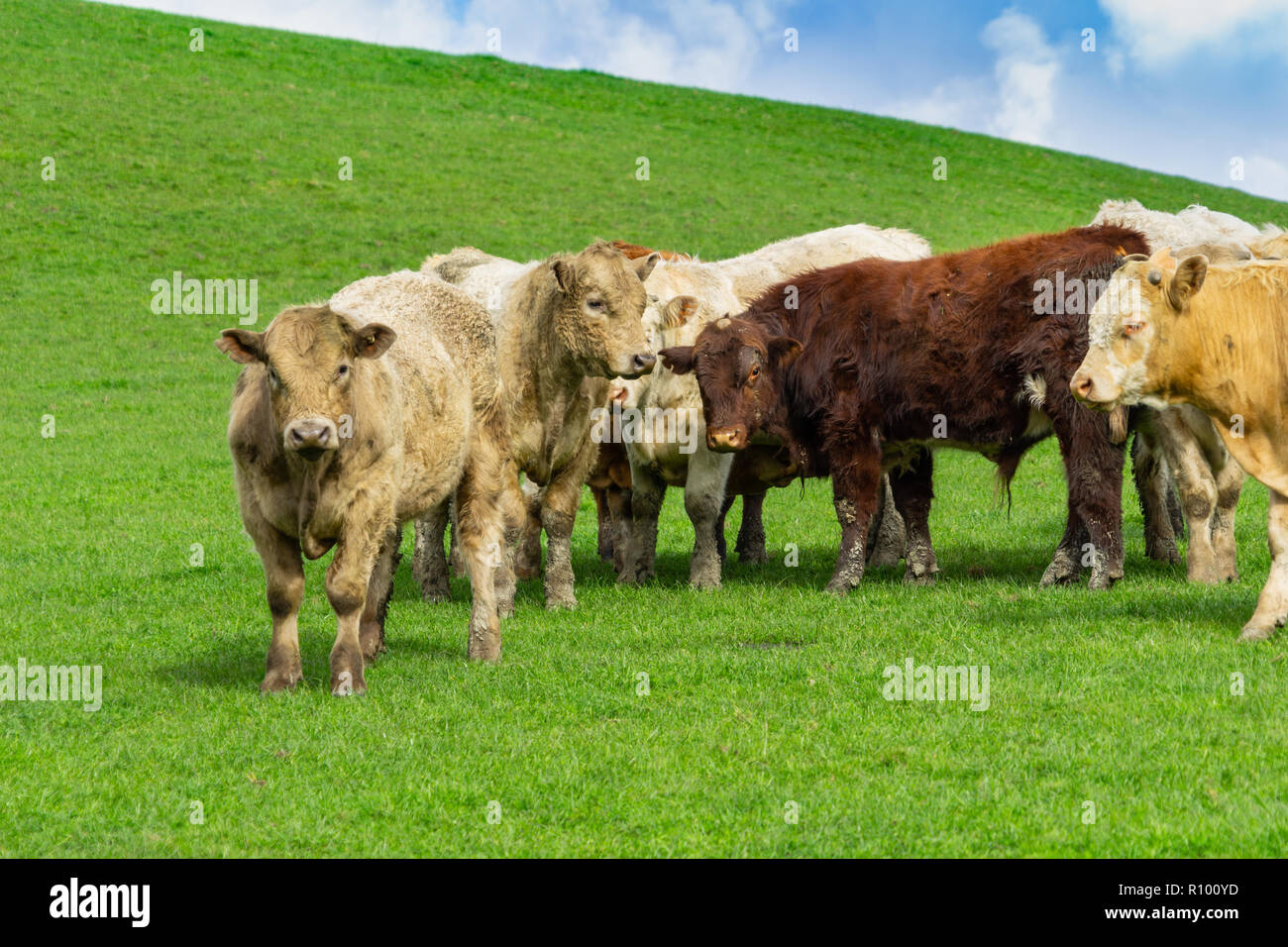 Cattle in field in rural New Zealand inquisitive looking over fence