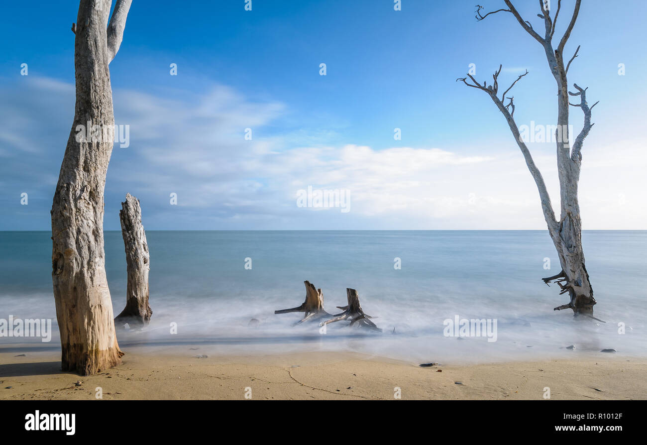 A small stand of old paperbark tree stumps having succumbed to the rising sea levels off the coast of Far North Queensland in Australia. Stock Photo