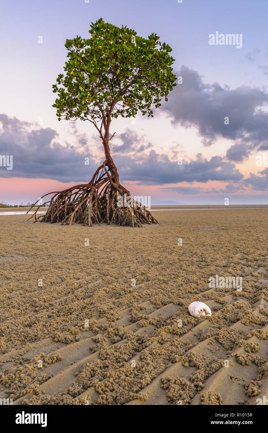 Red mangroves at golden hour sunrise awaiting the in-coming tide at Yule Point in Tropical Far North Queensland in Australia. Stock Photo