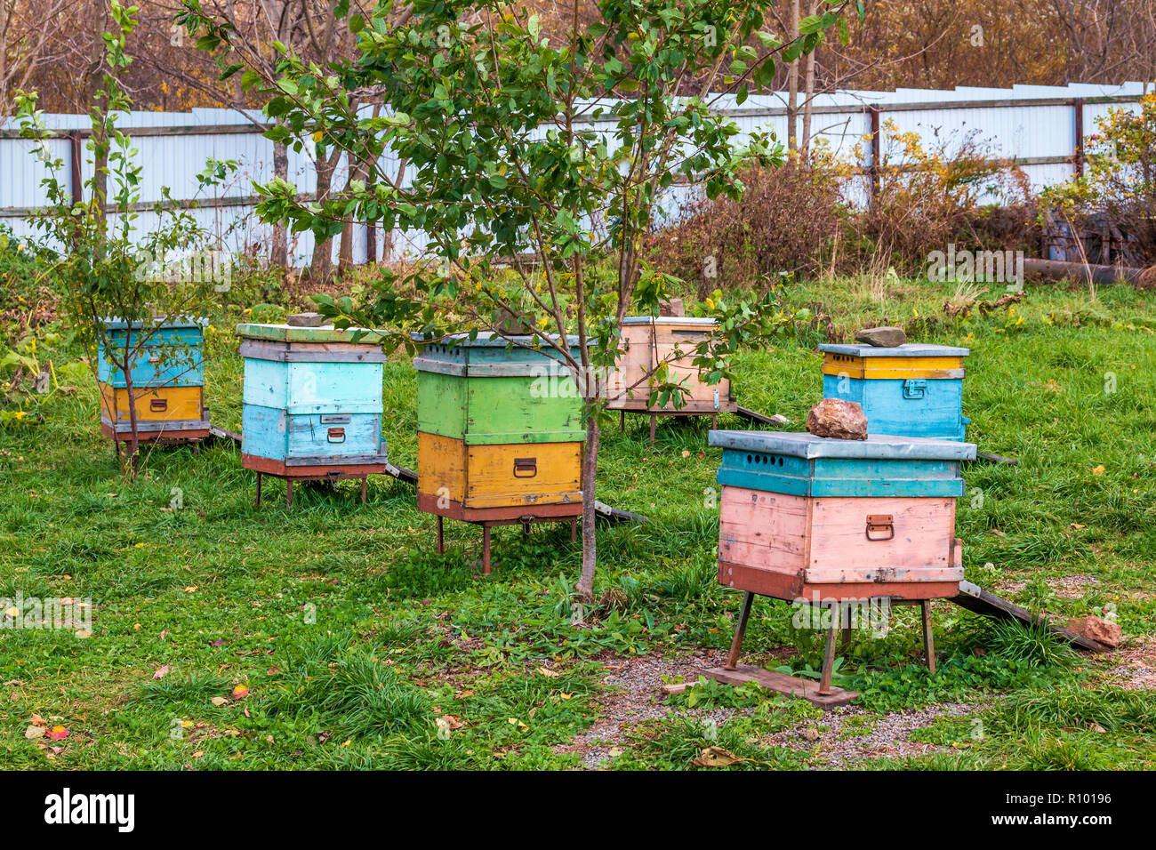 Hives in the apiary. Completion of the summer season of honey