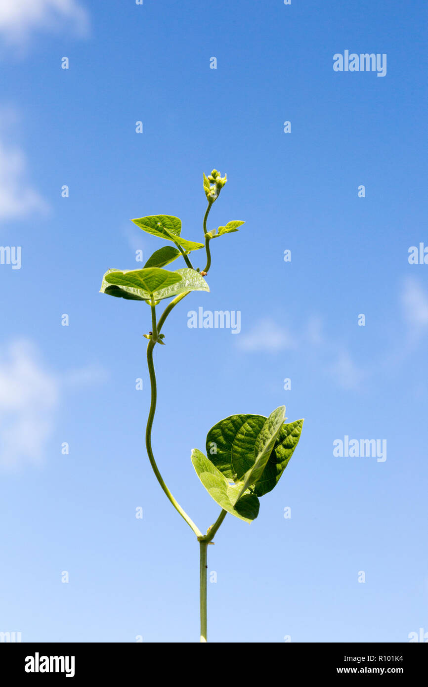 Unsupported single bean plant shoot growing climbing into blue sky Stock Photo