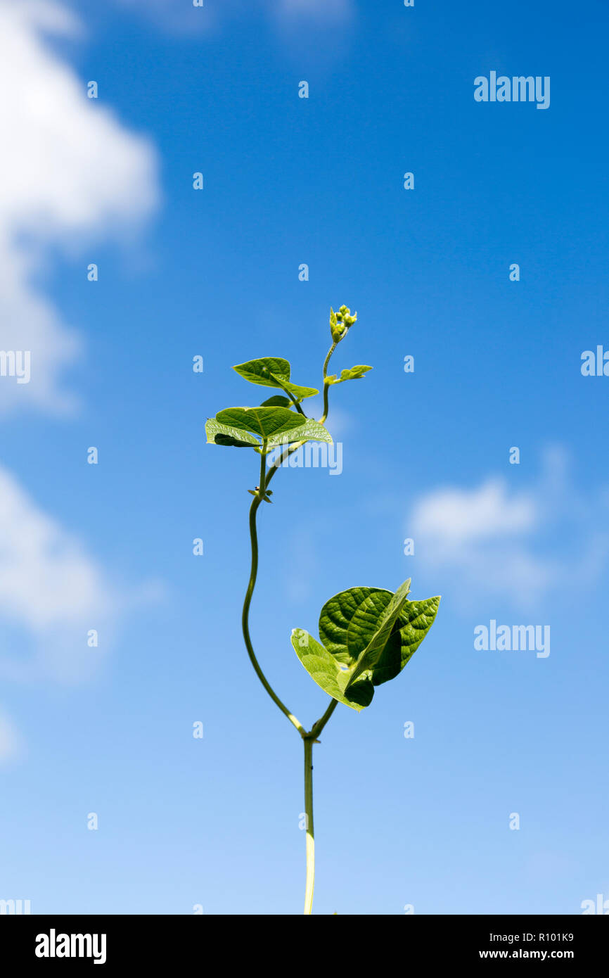 Unsupported single bean plant shoot growing climbing into blue sky Stock Photo