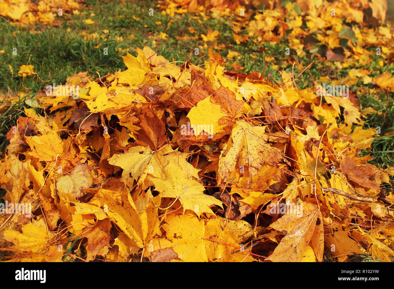 Gathering fallen leaves fan hi-res stock photography and images - Alamy