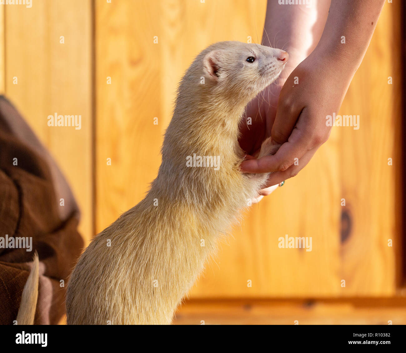 Ferret Playing Hi Res Stock Photography And Images Alamy