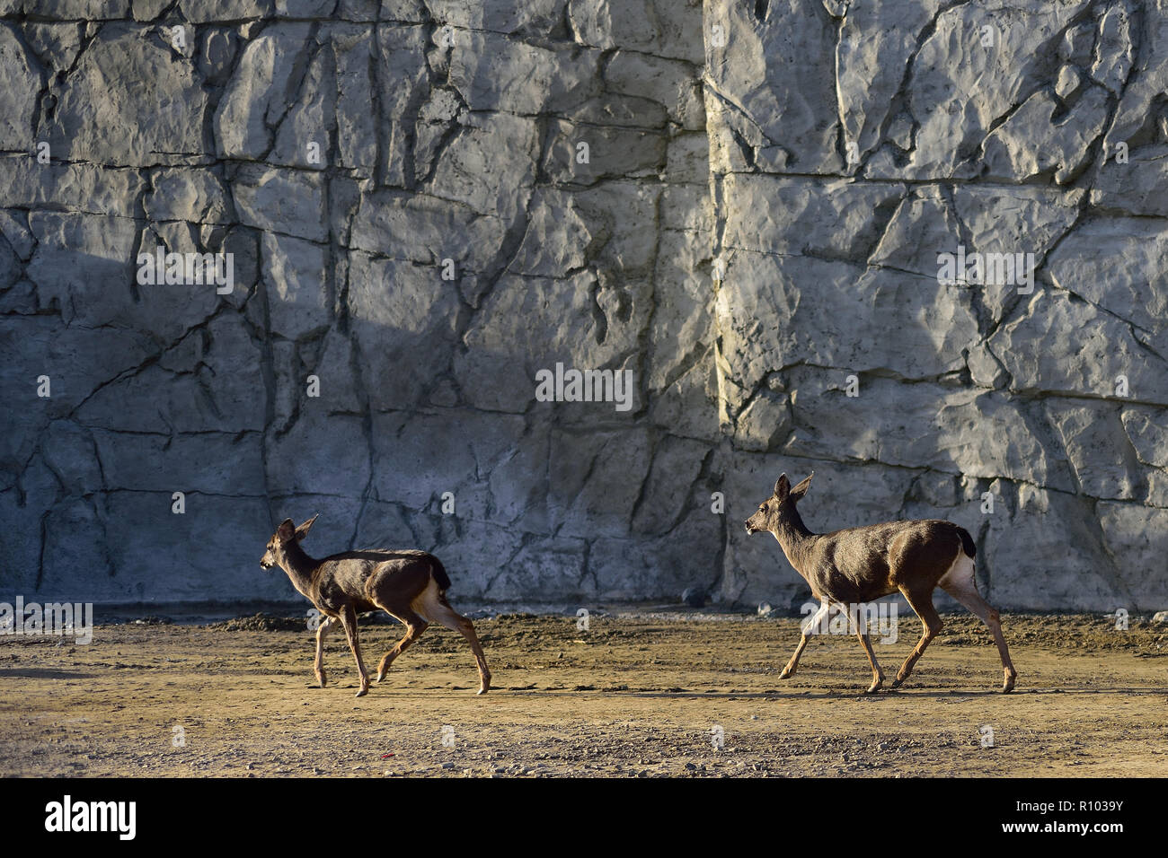Deer and Concrete Retaining Wall Stock Photo