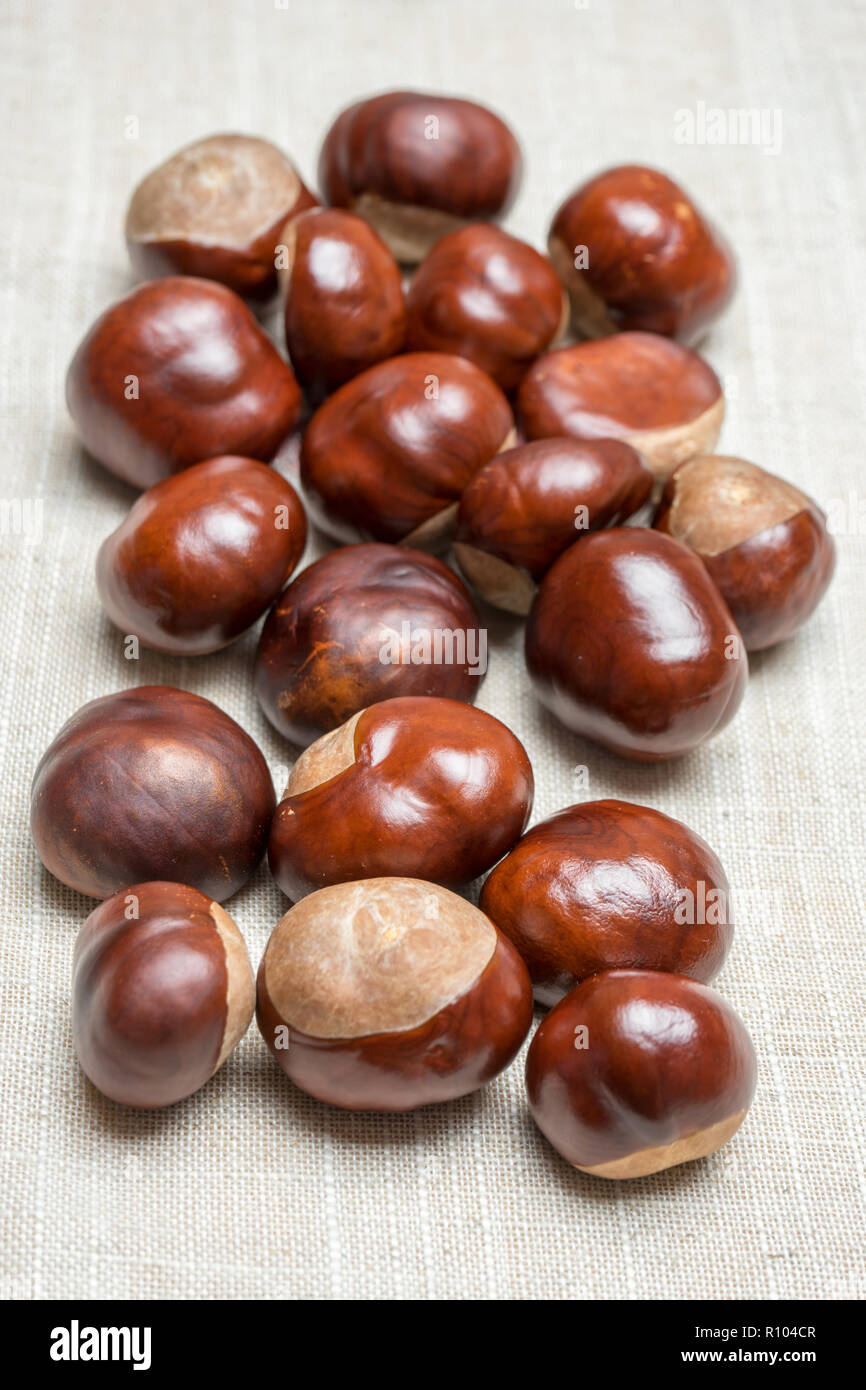 Conker Nut