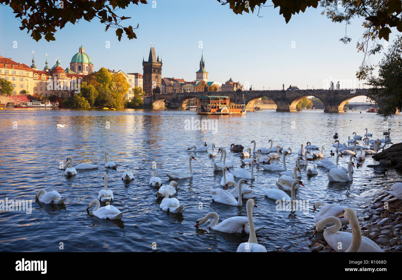 Prague - The Charles bridge and the swans on the Vltava river. Stock Photo