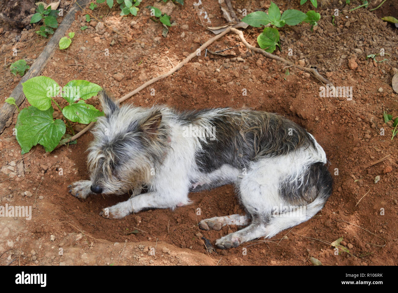White and black striped dog resting in dug hole where it dig Stock Photo