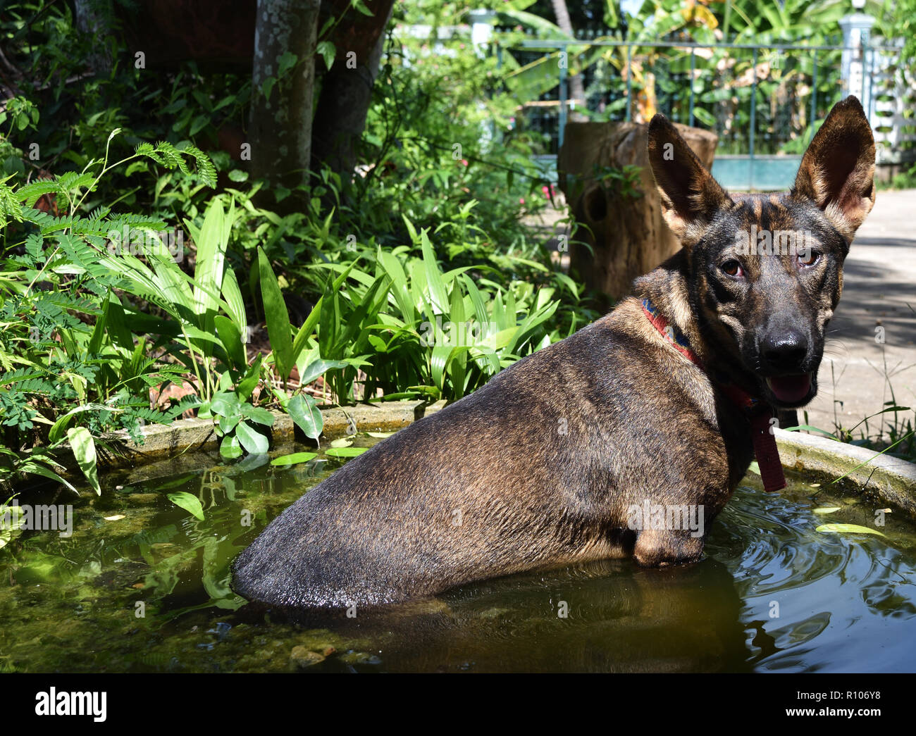 Should You Leave Water Out For A Dog All Day