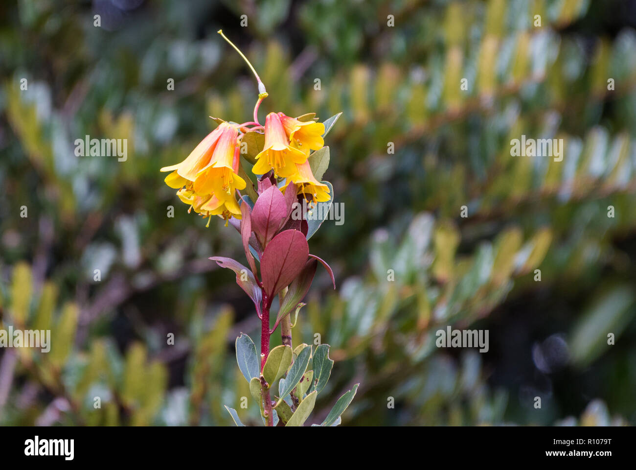 Rhododendron with colorful flowers. Snow Mountains, Papua, Indonesia. Stock Photo