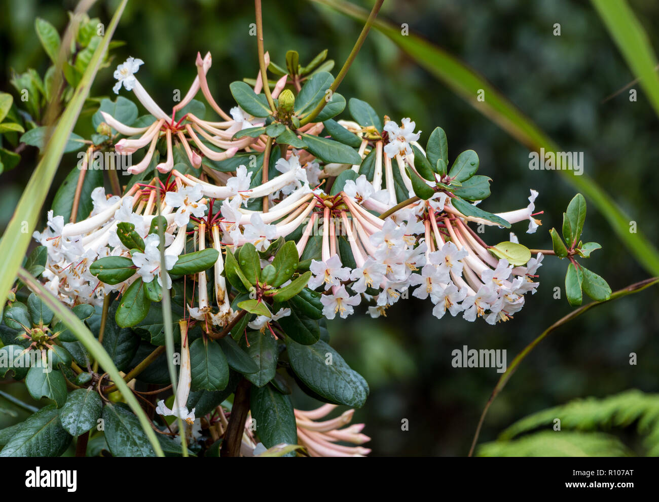 Rhododendron with colorful flowers. Snow Mountains, Papua, Indonesia. Stock Photo