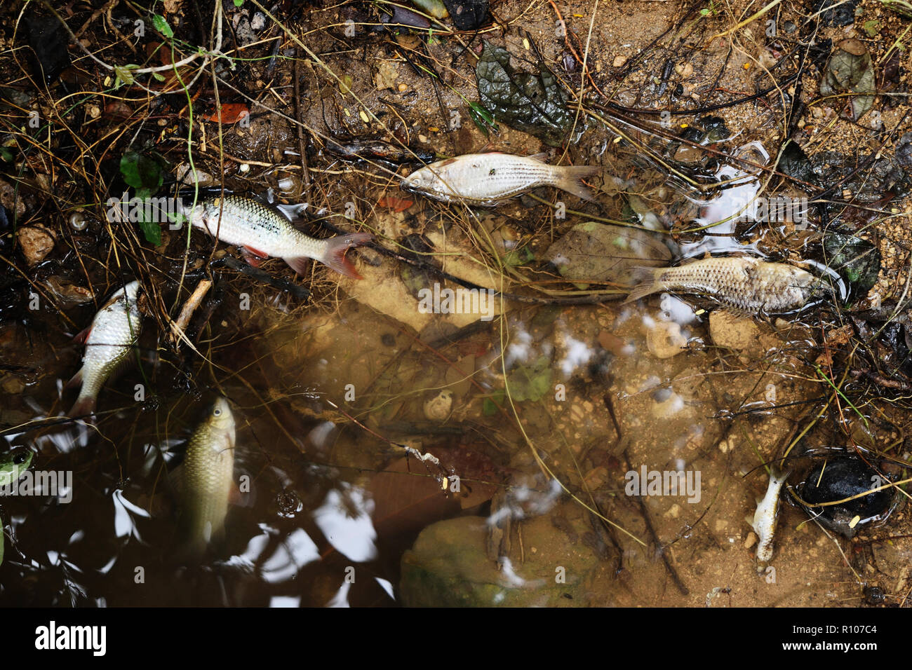 Many dead fish floating in wastewater , Industrial and pollution that damages the natural environment Stock Photo